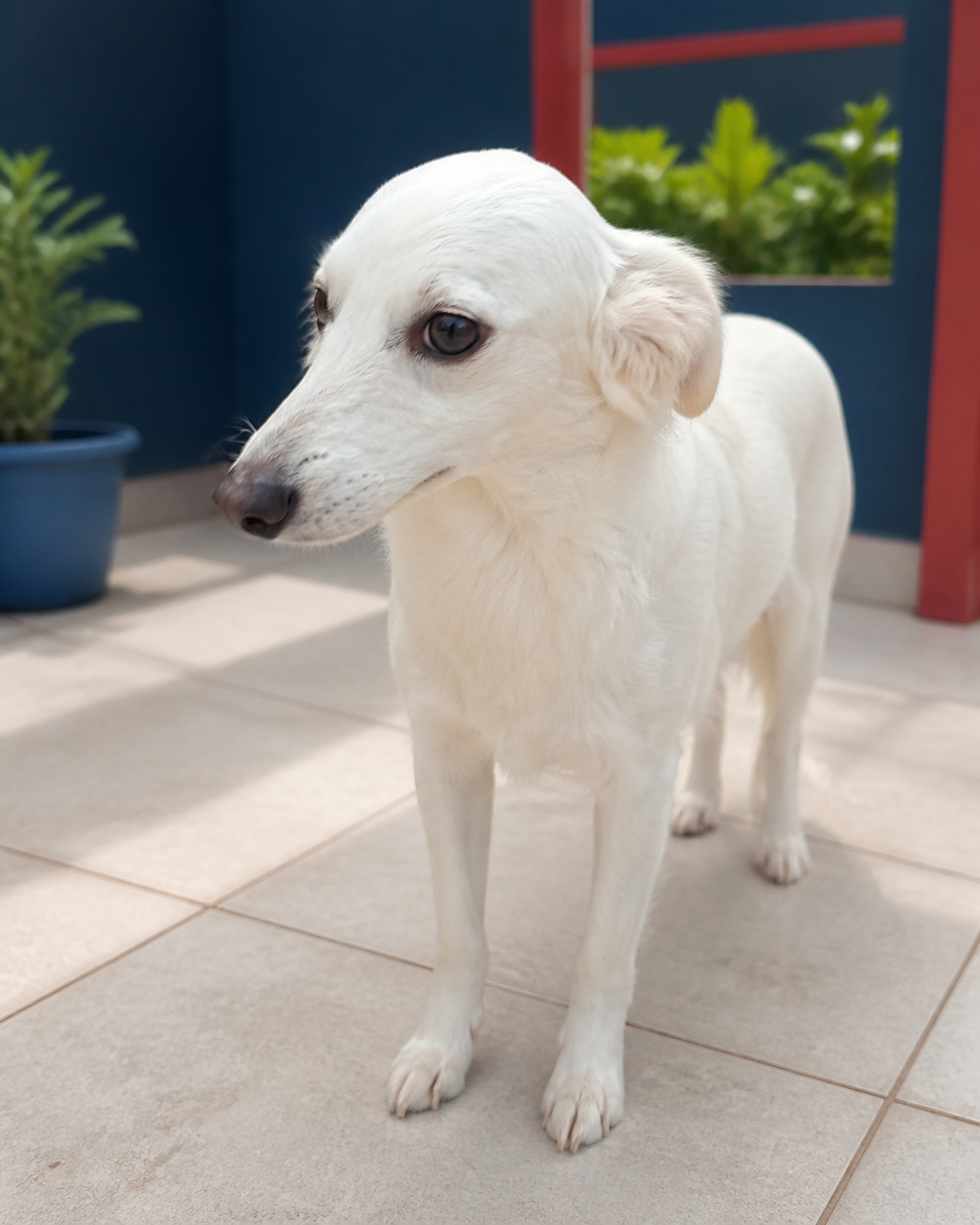 Bebê, cadela de pelagem branca disponível para adoção