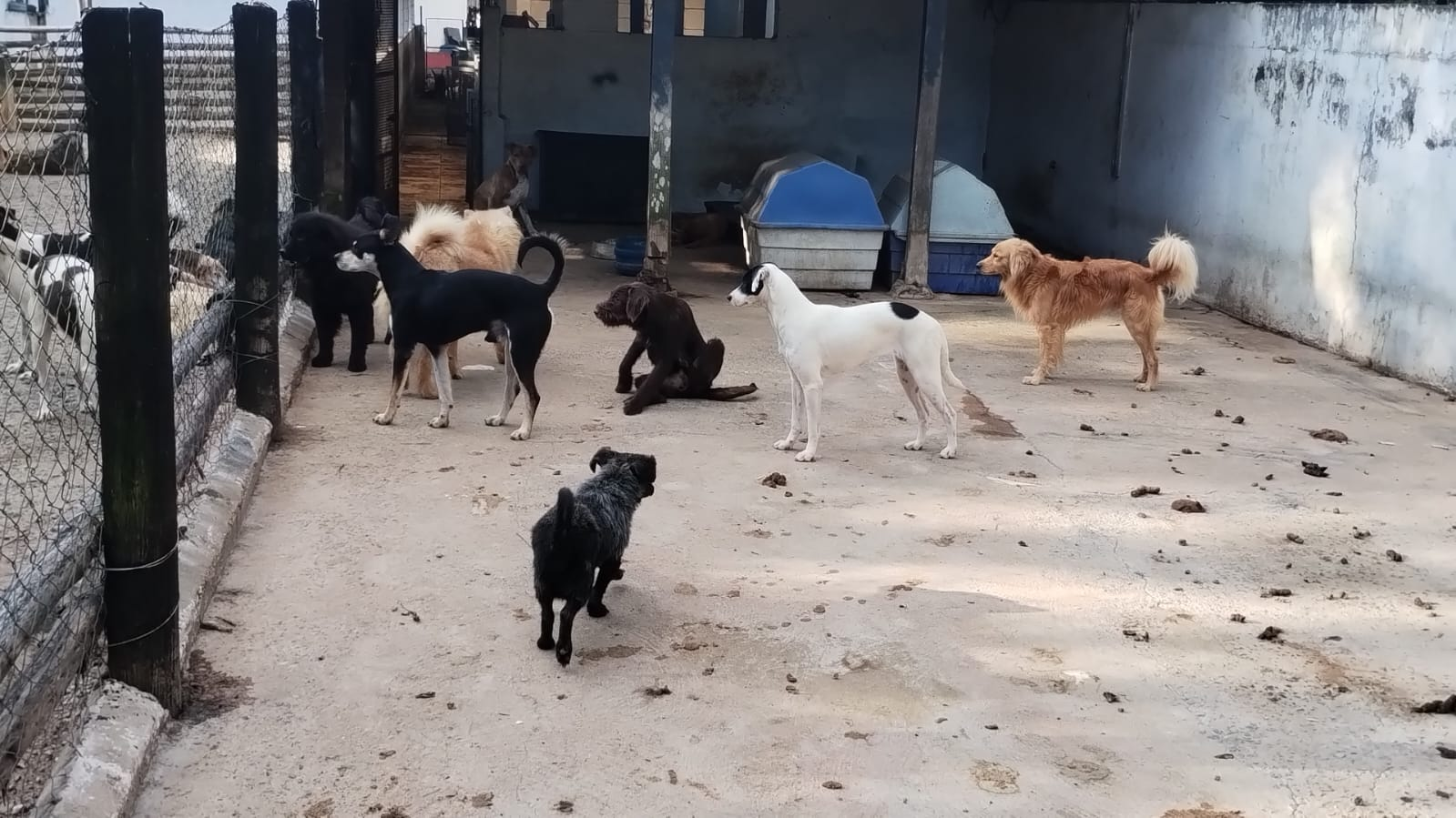 Cães convivendo na área externa do canil