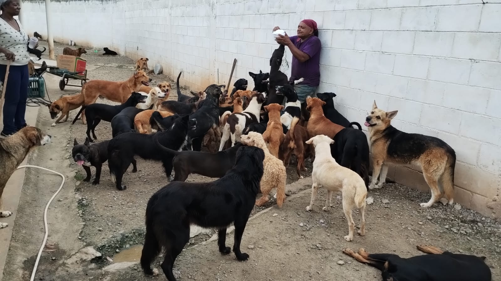 Momento de alimentação dos cães