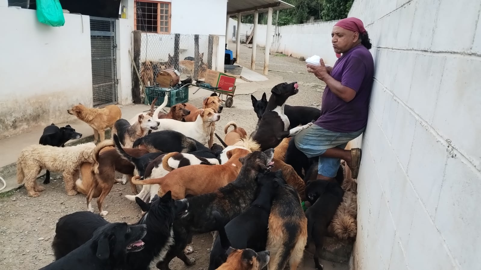 Cães reunidos com a pessoa responsável pelo cuidado